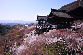 kiyomizu sakura.jpg